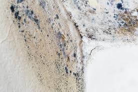 Professional Mold Removal Services in Keystone Heights, FL